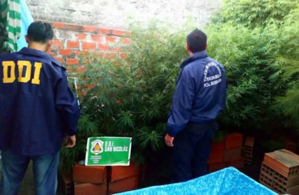 Secuestraron plantas de marihuana de casi tres metros de un domicilio de Alem al 700