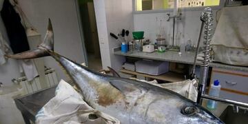 El atún azul encontrado en las costas de Rawson\u002E