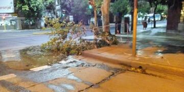 El viento llegó con fuerza y tiró ramas en la Ciudad de San Juan\u002E