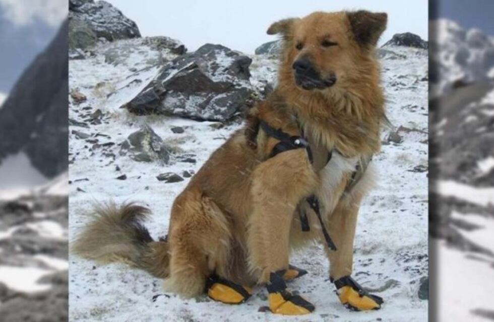 Oro, el perro guía de montaña que busca jubilarse