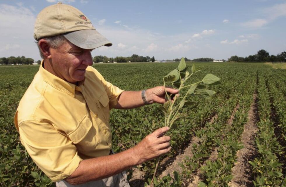En los últimos tres años se triplicaron las pérdidas de hectáreas con soja