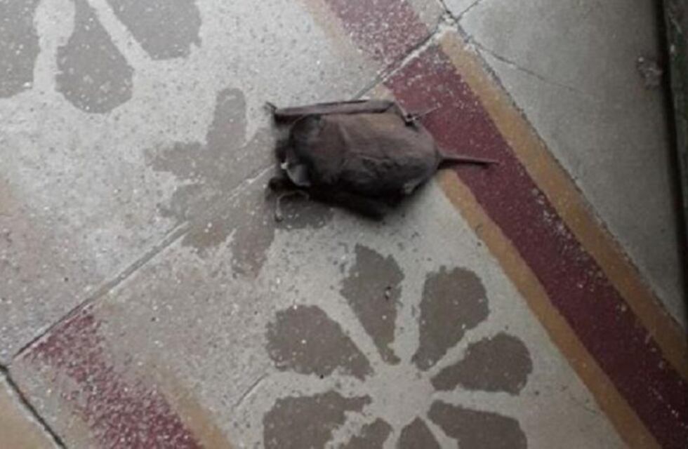 Invasión de murciélagos: sigue la desinfección y no habrá clases en el Carbó