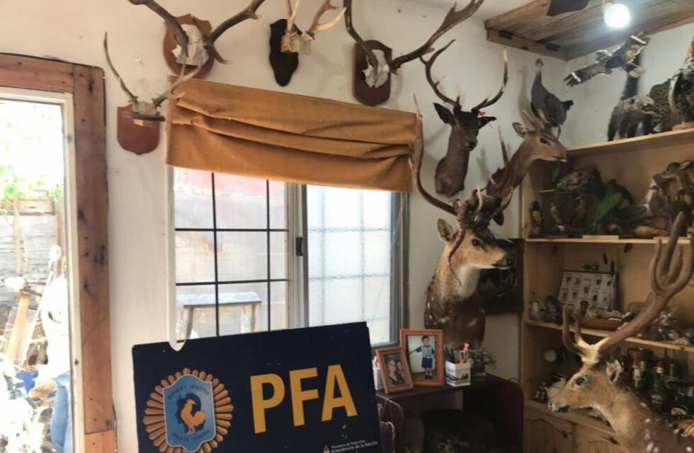 Allanaron un taller ilegal de taxidermia con 118 piezas de animales embalsamados