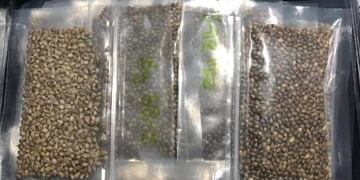 semillas para el cultivo cannabis con fines medicinales en Jujuy