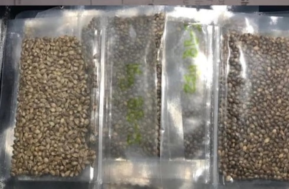 Llegó el primer lote de semillas para producir cannabis medicinal
