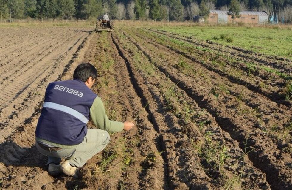 El Senasa decomisó 4.200 plantas cítricas en Entre Ríos