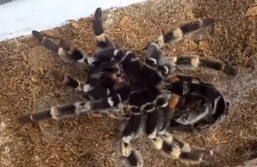 Video: Así muda de piel una tarántula