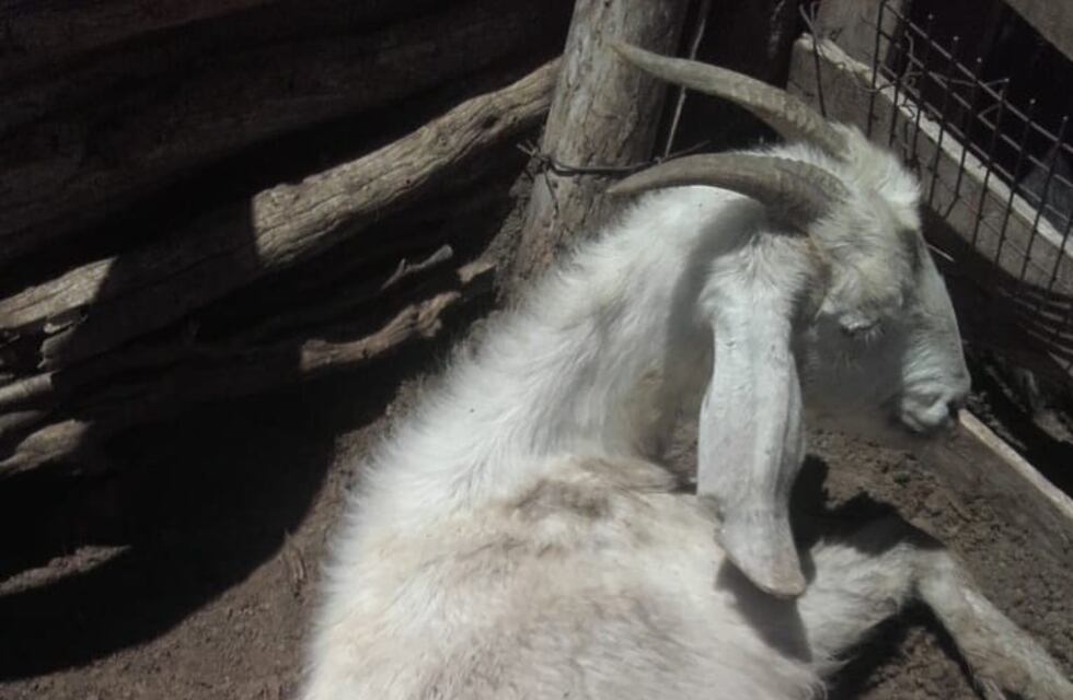 Nació una extraña criatura con dos cabezas en La Paz