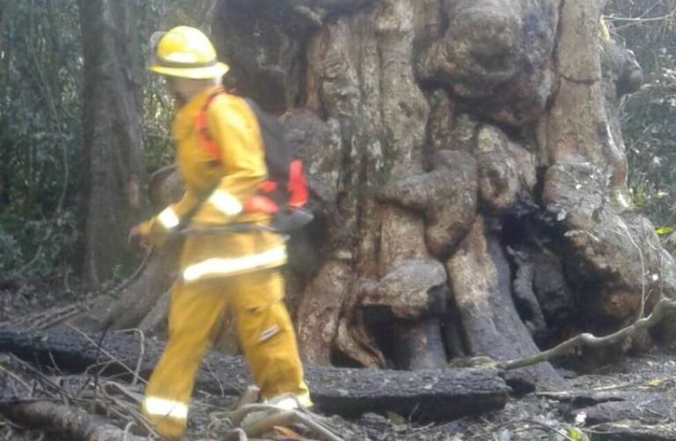 Un adolescente quemó la "Grapia Milenaria" de Campo Ramón