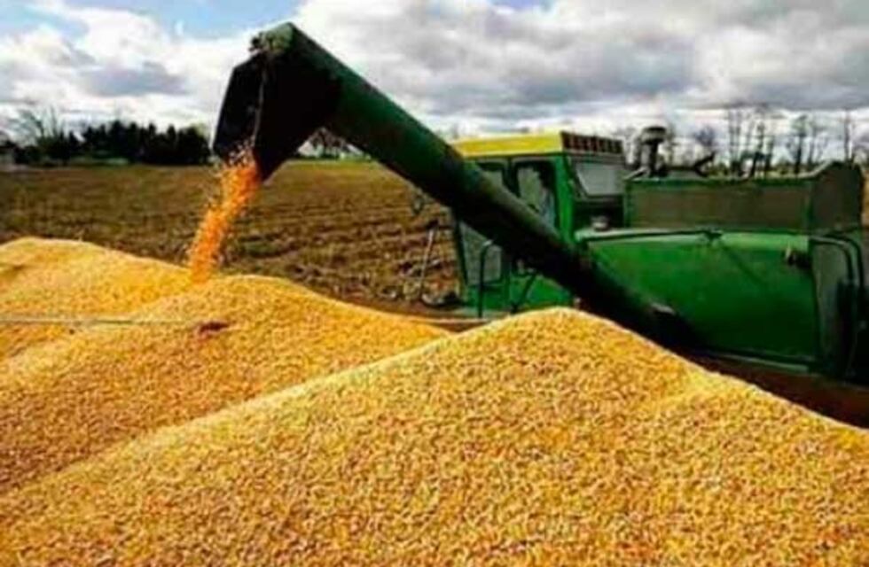Estiman un aumento en la producción de maíz