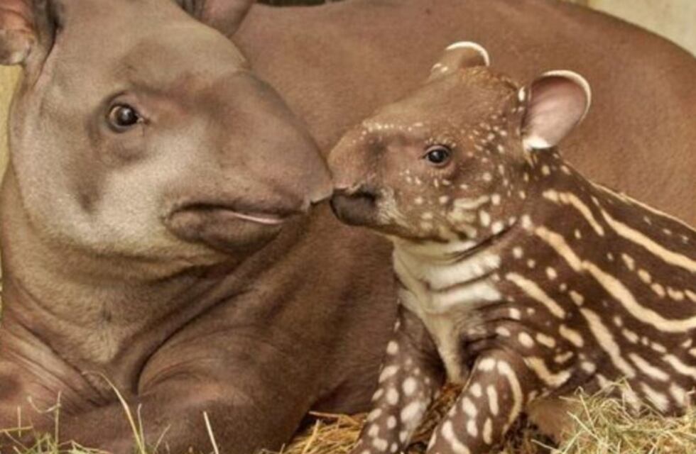 Nacieron mellizos de tapir en el zoológico de Sáenz Peña