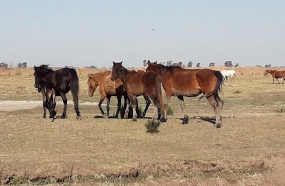 Inseguridad en Córdoba: recuperaron 14 de los 20 caballos robados de un predio municipal
