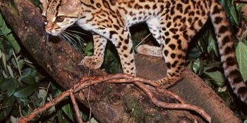 Un nuevo ocelote llegó al Parque Iberá, en Corrientes.