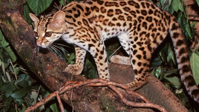 Un nuevo ocelote llegó al Parque Iberá, en Corrientes.
