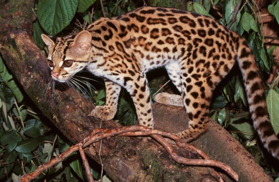 Un nuevo ocelote llegó a Corrientes y fue introducido en el Parque Iberá