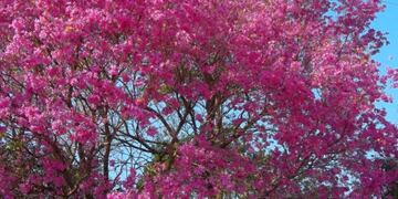 Dia primaveral en Jujuy