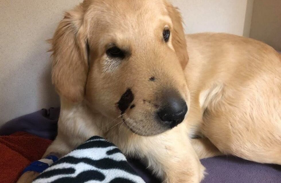 El perro que salvó a su dueña de ser mordida por una serpiente venenosa