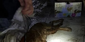 El gatito rescatado\u002E