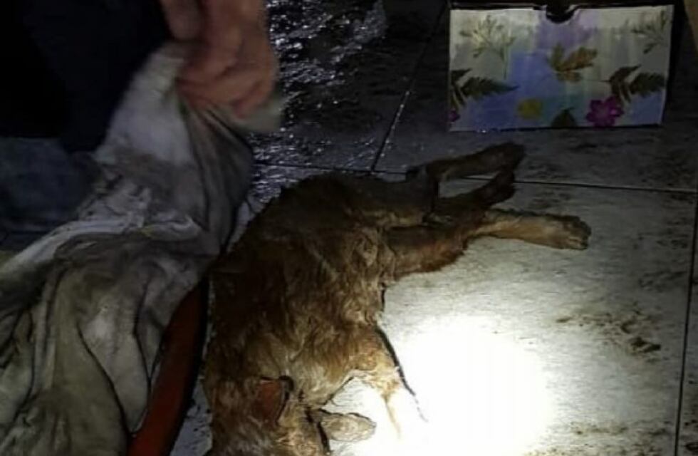 Rescataron a un gato de un desagüe y lo reanimaron con primeros auxilios