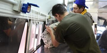 En esta oportunidad, la castración masiva se realizó en el barrio Mora (Prensa Municipalidad de Rafaela)