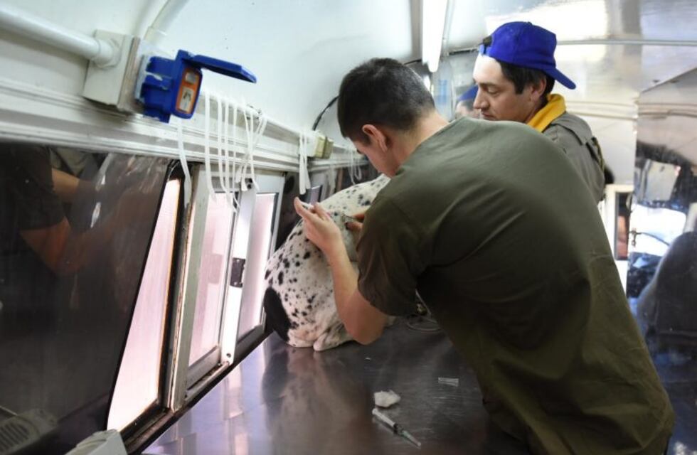 Continúa la campaña de castración masiva de perros y gatos