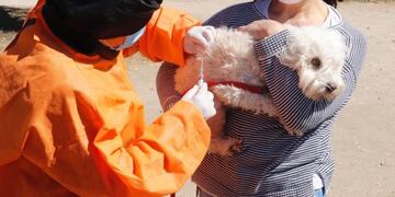 Otra de las mascotas asistidas por el Área de Veterinaria y Zoonosis del Municipio. (Foto: prensa municipal).