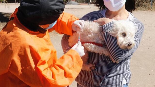 Otra de las mascotas asistidas por el Área de Veterinaria y Zoonosis del Municipio. (Foto: prensa municipal).