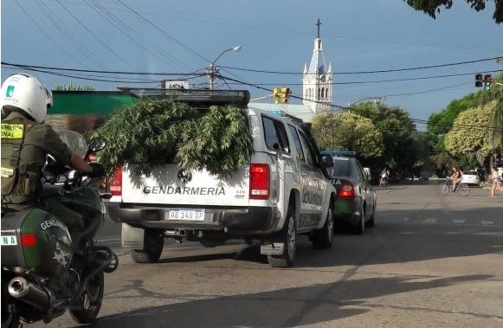 Gendarmería secuestró una enorme planta de marihuana en el patio de una vivienda