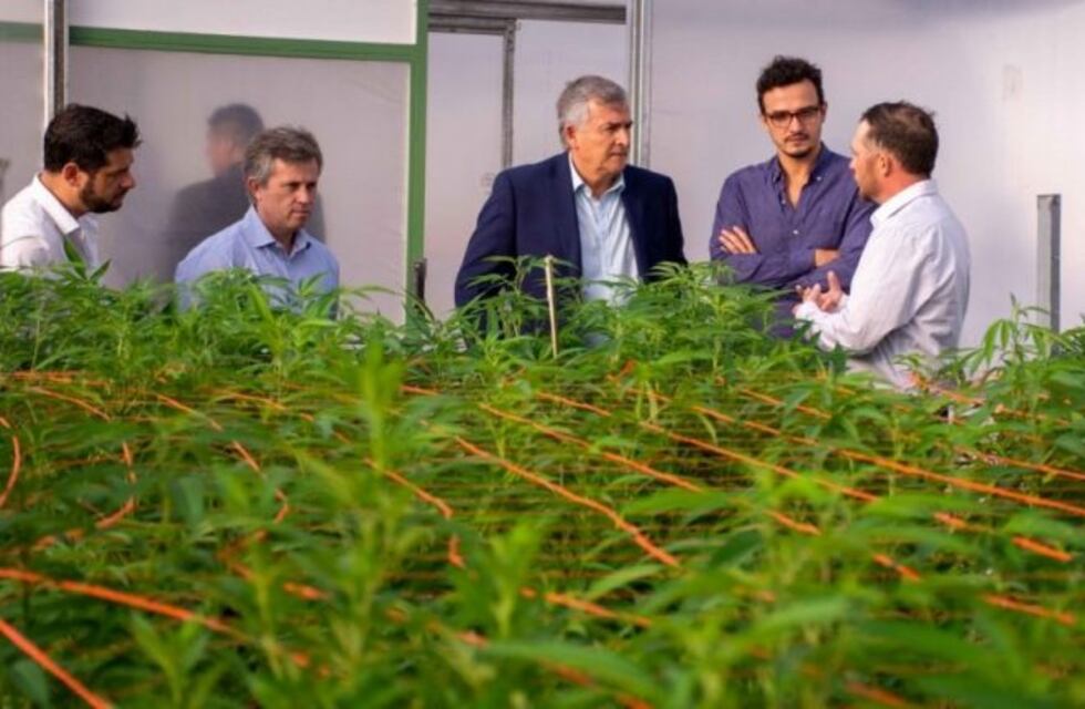 Es oficial: Jujuy fabricará aceite de cannabis medicinal este año