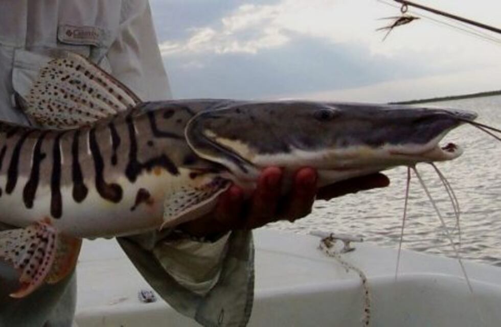 A guardar los reeles: rige la veda para la pesca del surubí