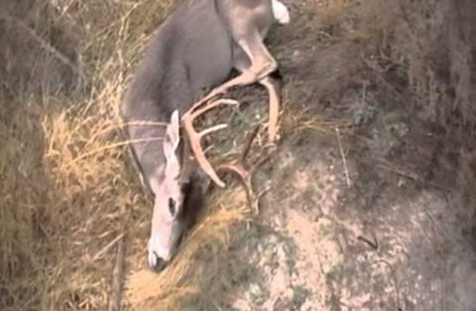 Perros salvajes entraron en el Zoo de Córdoba y mataron ciervos