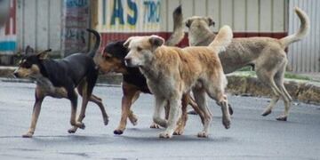 Imagen ilustrativa\u002E