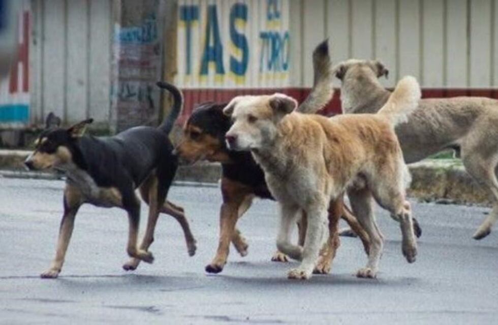 Iguazú: un perro atacó a una turista alemana