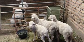 Una funcionaria de Pilcaniyeu habría participado del robo de dos ovejas en el INTA