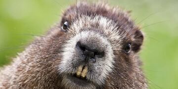 Castores, depredadores del bosque nativo fueguino\u002E