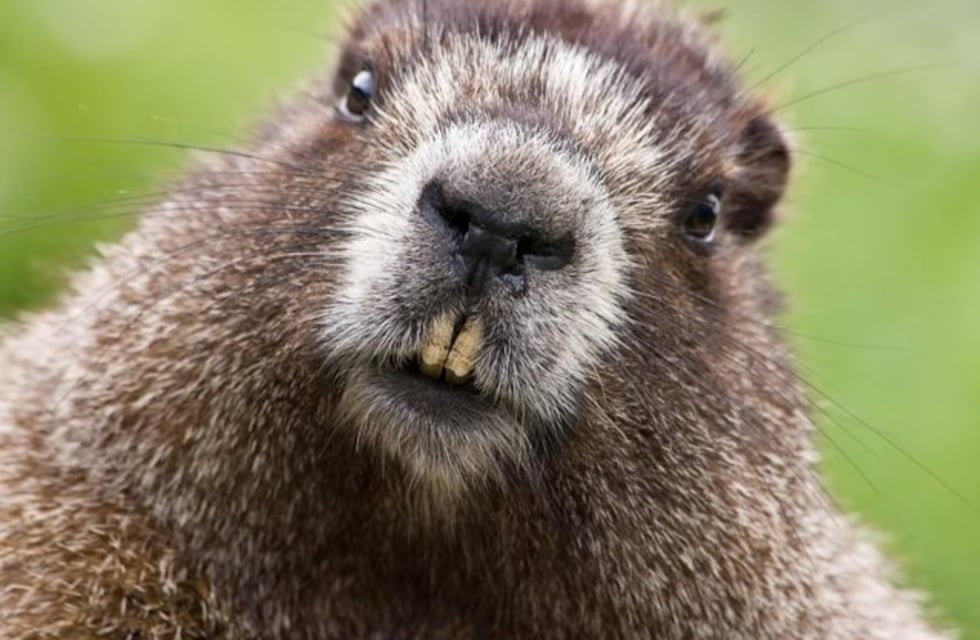 Desaparecieron 30 mil hectáreas de bosque nativo fueguino por los castores exóticos