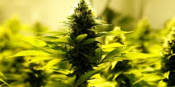 El cultivo de cannabis sativa fue secuestrado por personal de la PDI\u002E (Archivo Reuters)