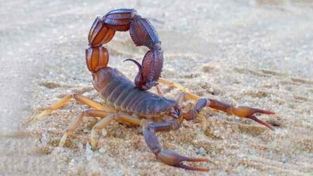 Ambos niños se encuentran en terapia intensiva en \