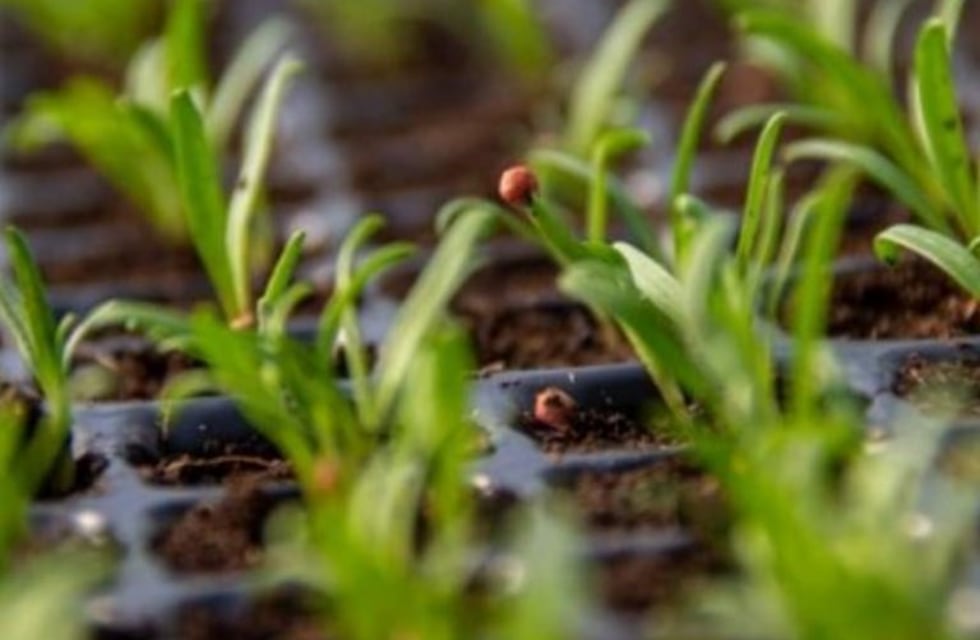 Son 472 los inscriptos en el plan de activación frutihortícola sanluiseño