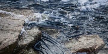 Lampreas (Foto: ADN Sur)\u002E