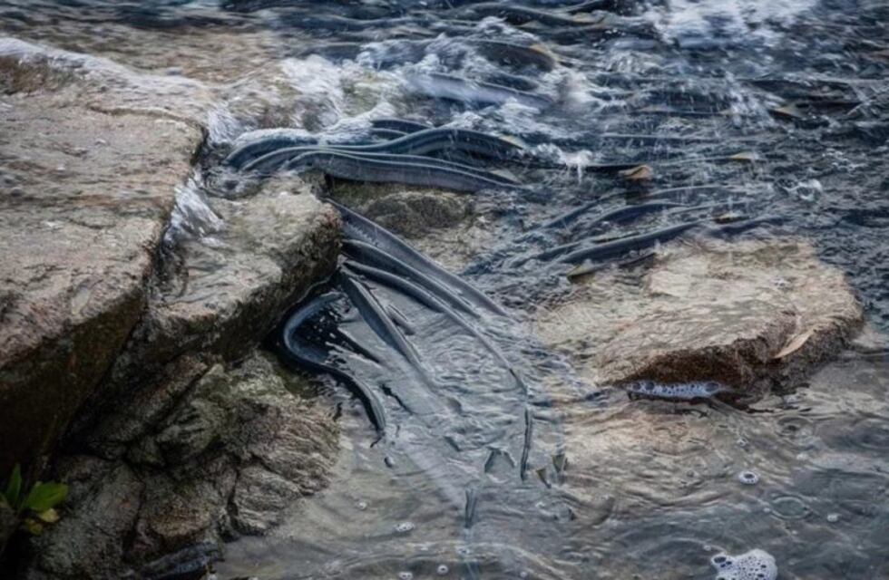 Apareció una gran cantidad de ''vampiros de agua'' en el Río Chubut