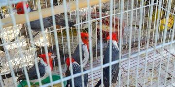 Liberación de aves en Río Cuarto\u002E