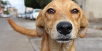 perro callejero