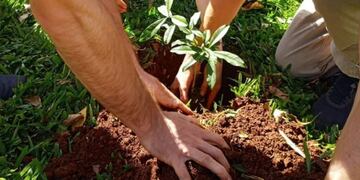 Plantan árboles en Iguazú