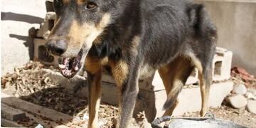 Los perros están muy flacos y no quieren irse de la casa abandonada donde viven\u002E