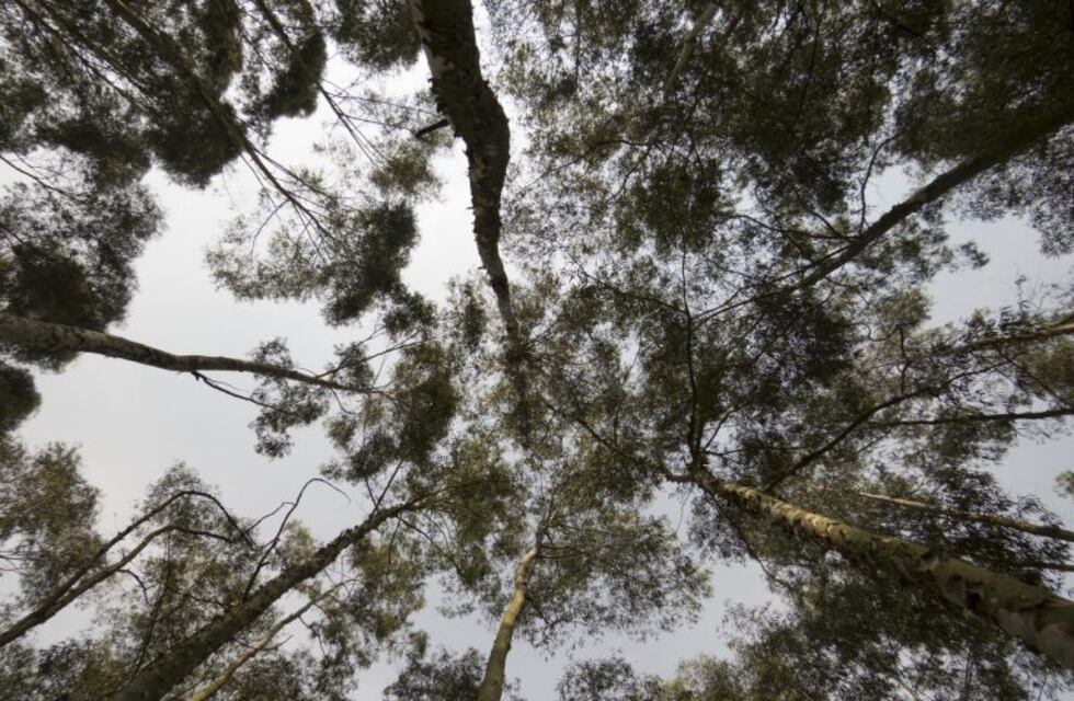 Se incendiaron seis hectáreas de forestación en Colonia Yeruá