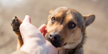 Maltrato animal\u002E Imagen ilustrativa\u002E