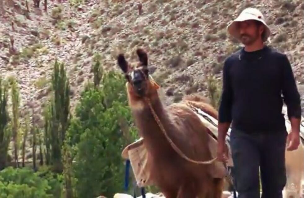 Desde Jujuy, caravanas de llamas por Zoom, un éxito en EE.UU.