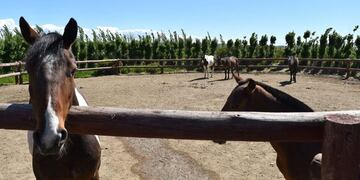 Caleta Olivia vivirá la Fiesta Criolla