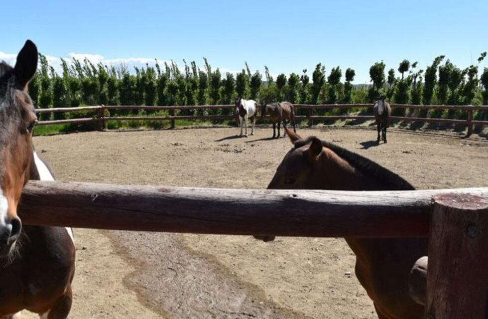 Caleta Olivia vivirá la Fiesta Criolla